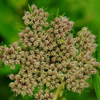 Cvreoz® Advanced Wound Healing Cream for Diabetic Skin 31 2022061515082064aa3cc597e941d585641ef2b0a897b6